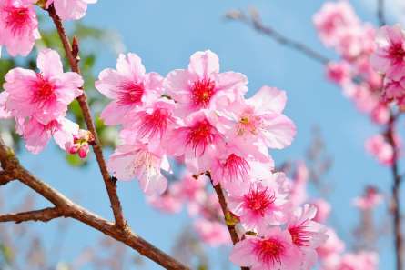 Фотошпалери яскраві рожеві квіточки на дереві Фотошпалери яскраві рожеві квіточки на дереві