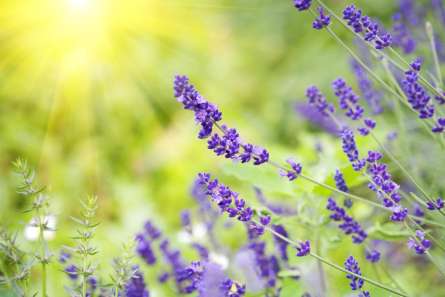 Фотошпалери сині польові квіти Фотошпалери сині польові квіти