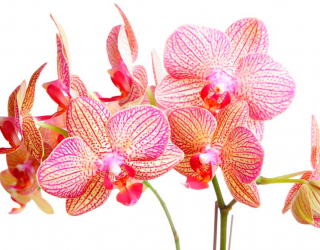 Фотошпалери Бежево-рожеві орхідеї 4782