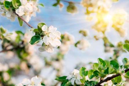 Фотообои Цветы под солнцем