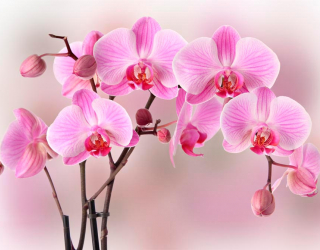 Фотообои Орхидеи розовых тонов 12693