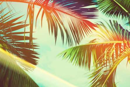 Фотошпалери пальмове листя