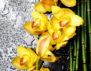 Фотообои Орхидеи желтые 4502