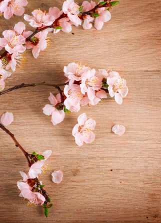 Фотообои Вишневые цветы на полировке