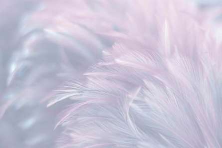 Фотошпалери Текстура пера