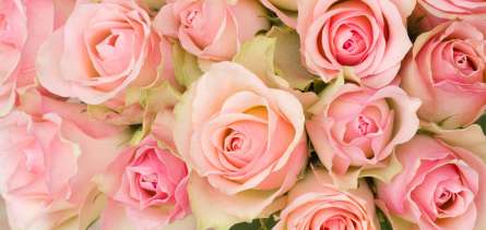 Фотошпалери roses
