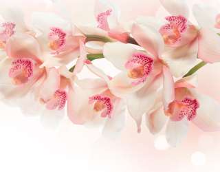 Фотошпалери Квіти 20130