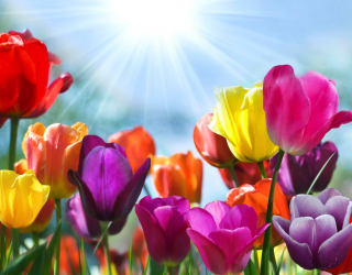 Фотообои Разноцветные тюльпаны 1123