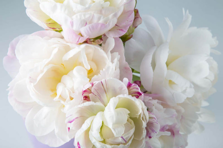 Фотошпалери півонії білі