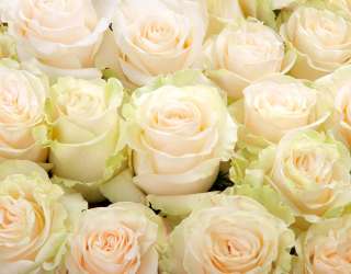 Фотошпалери Бежеві троянди 23280