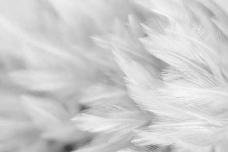 Фотошпалери білі пір'я Фотошпалери білі пір'я