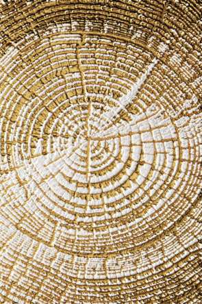 Фотошпалери Золотий зріз дерева Фотошпалери Золотий зріз дерева