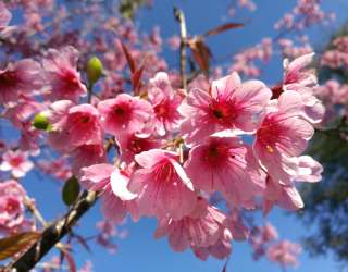 Фотошпалери сакура 21286