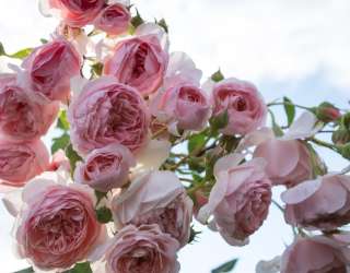 Фотошпалери великі рожеві бутони 21240