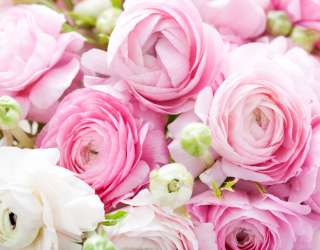 Фотошпалери Рожеві рунункулюсы 23844