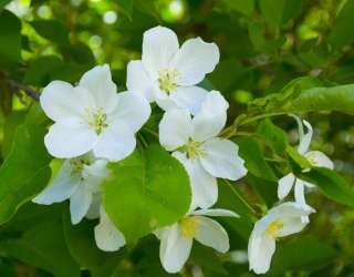 Фотошпалери Чубушник 21070