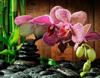 Фотообои Малиновые полосчатые орхидеи 8675