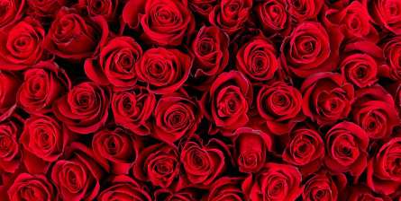 Фотошпалери red roses