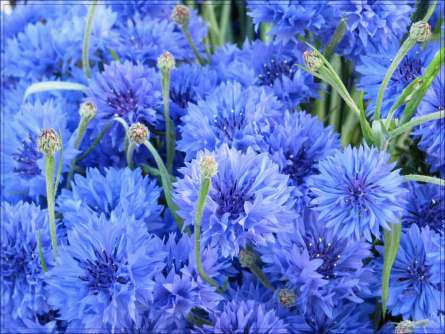 Фотошпалери Блакитні волошки