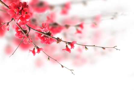 Фотошпалери Червоне квітуче дерево Фотошпалери Червоне квітуче дерево