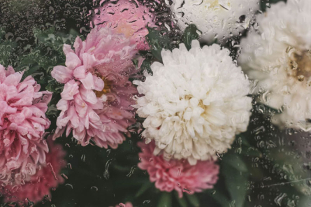 Фотошпалери Хризантеми з краплями дощу Фотошпалери Хризантеми з краплями дощу