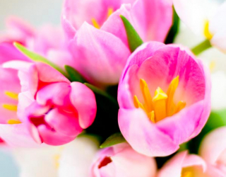 Фотообои Тюльпаны розовых тонов 9110