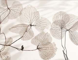 Фотошпалери квіти 31760