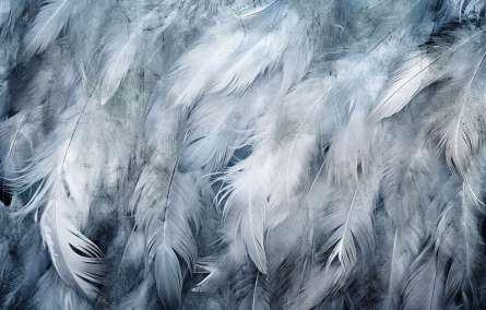 Фотошпалери Пір'я сині Фотошпалери Пір'я сині