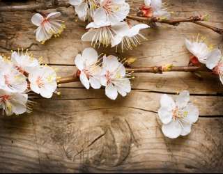 Фотошпалери білі квіточки на гілці 20433