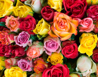 Фотообои Розы разноцветные 5161