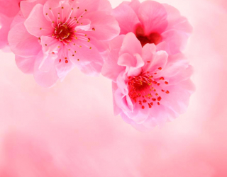 Фотообои Нежно-розовые цветы 3068