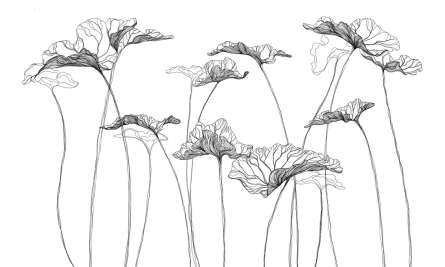 Фотошпалери квіти лінії