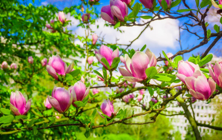 Фотошпалери магнолії рожеві на деревах