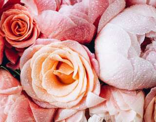 Фотошпалери квіти і роса 32410