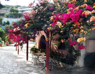 Фотошпалери квітковий дворик 21107