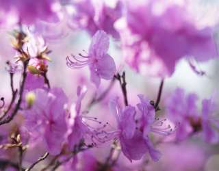 Фотошпалери бузкові квіточки на дереві 21376