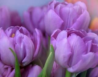 Фотошпалери фіолетовий тюльпан 21188