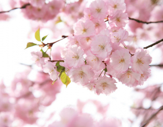 Фотошпалери квіти рожевої сакури 24649