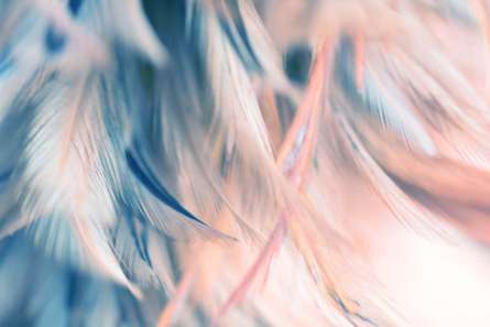 Фотообои Бирюзовые перья Фотообои Бирюзовые перья