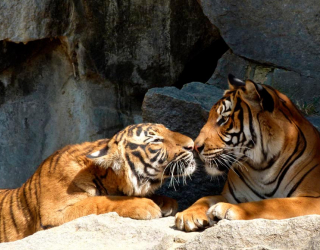 Фотообои Нежность тигров 7894
