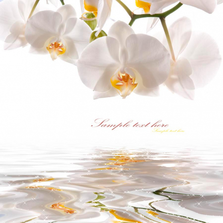 Фотообои Орхидеи белоснежные