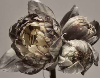 Фотошпалери Вінтажні півонії 26320