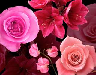 Фотошпалери 3D троянди 16602