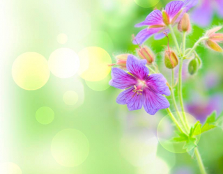 Фотообои Фиолетовый полевой цветок 9022