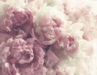 Фотошпалери Рожеві півонії 30525