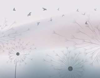 Фотошпалери Кульбаби і пташки 22936