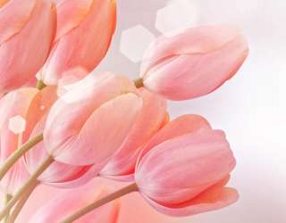 Фотошпалери рожеві тюльпани 20817