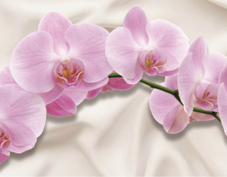 Фотообои орхидея 19910