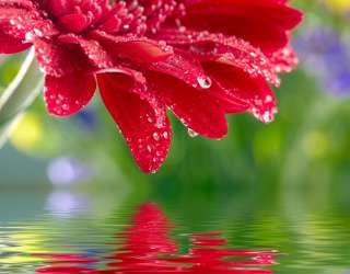 Фотошпалери червоний квітка над водою 20470