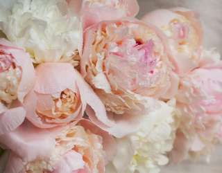 Фотошпалери ніжні квіти з краплями 21006